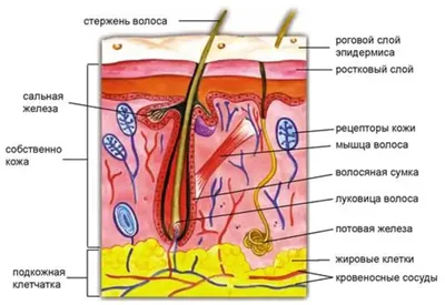 Сухая шелушащаяся кожа лица что делать