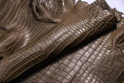 Кожа крокодила, хаки, 144х43 см.- kr-387 - натуральная, купить в It-Leather