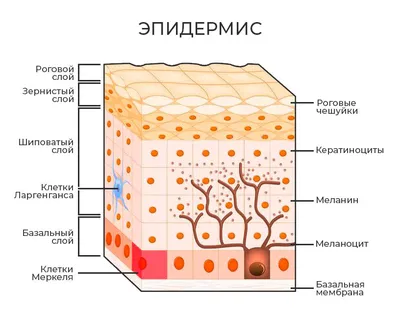 Кожа под микроскопом - Афиша Daily