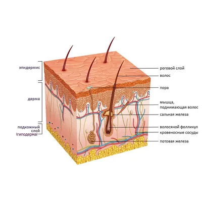 🔬 кожа под микроскопом, …» — создано в Шедевруме