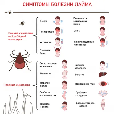 Клещи и домашние животные | PUUGIINFO.EE