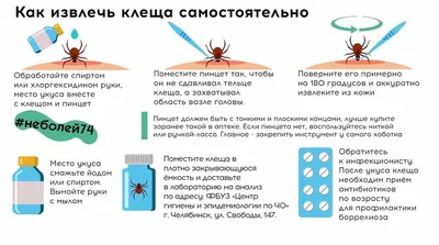 Кожные заболевания у собак: энтомоз, укус клеща, грибок, лишай - Питомцы  Mail.ru