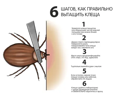 Сыпь И Покраснение После Укуса Клеща Собаки На Груди Кожи Человека —  стоковые фотографии и другие картинки Аллергия - iStock