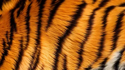 А вы знали, что у тигра кожа тоже полосатая? | Всё для женских ушей | Дзен