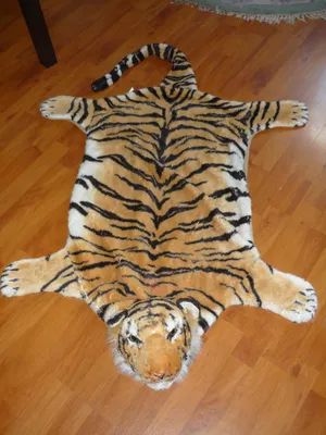 Кожа тигра стоковое фото. изображение насчитывающей природа - 36333654