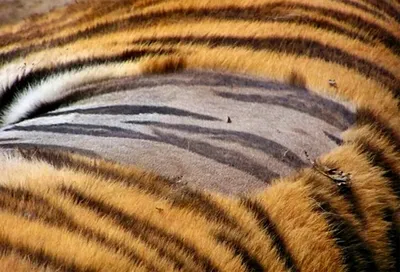 Сибирская Кожа Тигра — стоковые фотографии и другие картинки Агрессия -  Агрессия, Вымирающие виды, Горизонтальный - iStock