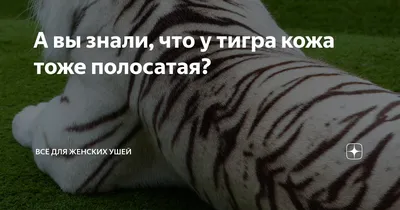 Шкура тигра - красивые фото