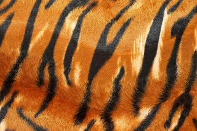 Шкура тигра - текстура обои, фото, картинки