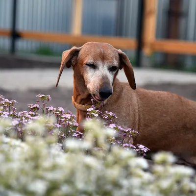 Royal Canin Anallergenic диета для собак при пищевой аллергии или  непереносимости с ярко выраженной гиперчувствительностью — интернет магазин  «Зообудка»