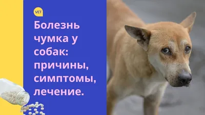 Чума собак — Википедия