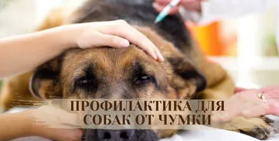 Чумка у собак - симптомы и лечение, первые признаки | Вакцина от чумки |  Pet-Yes