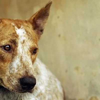 Симптомы чумки у собак: можно ли спасти любимца | For Pet | Дзен