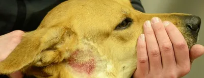 Кожные болезни собак и их лечение фото фото