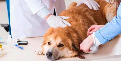 Лечение собак в ветеринарной клинике - Докторвет