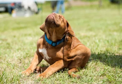 Распространенные кожные заболевания у собак: симптомы и лечение | Hill's Pet