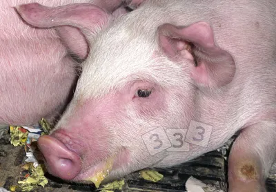 Кожные болезни свиней фото фото