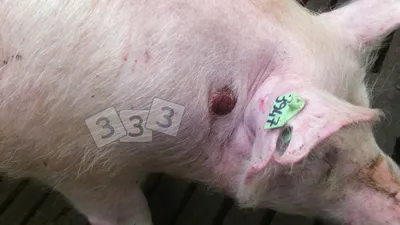 Гнойники на коже - Атлас патологий свиней - pig333.ru, от фермы к рынку