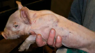 Самые опасные заболевания свиней: симптомы и диагностика - ТОВ «Бiокор  Текнолоджi ЛТД»