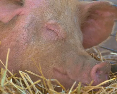 Африканская чума свиней - ГБУ КО «Калужская городская станция по борьбе с  болезнями животных»