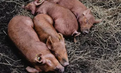 Самые опасные болезни свиней: стоит ли их бояться человеку? | Эксперт по  сельской жизни | Дзен