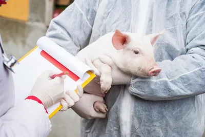 Африканская чума свиней: как не допустить заболевание — PINSKNEWS.BY