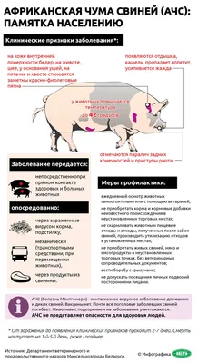Африканская чума свиней. Памятка населению. / Новости / Администрация  городского округа Истра