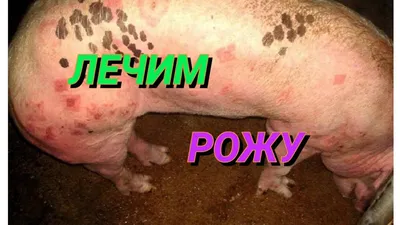 Чем опасен тепловой стресс для свиней — АгроXXI