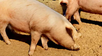 Распространенные болезни свиней | Блог фермера | Дзен