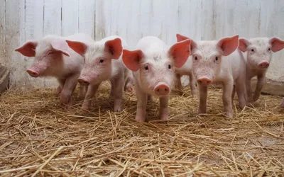 Болезни свиней | Симптомы и лечение заболеваний домашних поросят