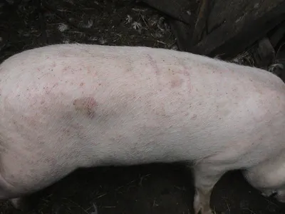 Солнечный ожег - Атлас патологий свиней - pig333.ru, от фермы к рынку