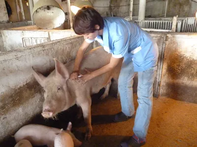 Очаг заболевания африканской чумы свиней выявили рядом с Хакасией. Фермер  торговал мясом