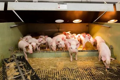 Кожные заболевания свиней (31 фото)