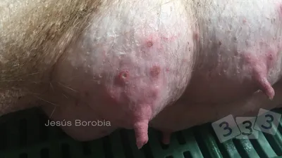 Ветеринария свиней | Формы проявления стрепотококкоза у поросят