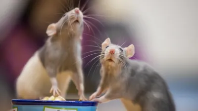 Опасные болезни крыс, передающиеся человеку