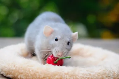 Крысы тоже болеют коронавирусом | Пикабу