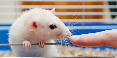 Кожные заболевания у крыс