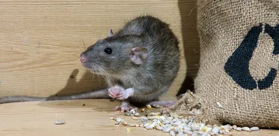 Клинический случай - удаление опухоли у крысы.