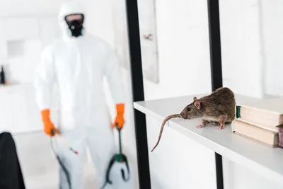 Крыса укусила ребёнка во дворе одного из столичных домов – LikTV