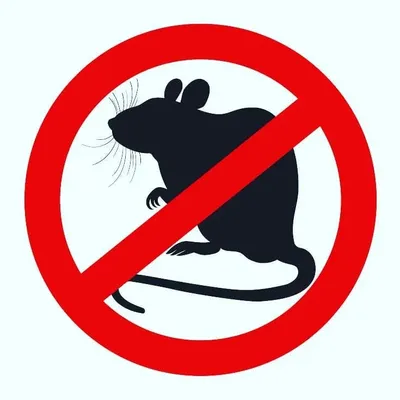 Какие болезни переносят мыши и крысы | Санитарная служба \"Дез групп\" | Дзен
