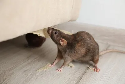 Крысы убегут сами: используйте эти простые методы | Интернет-газета «Жизнь»  | Дзен