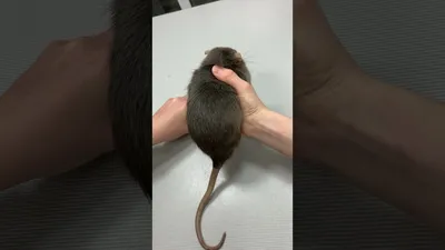 Почему крыса чешется: разбираем причины