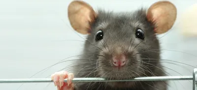 Инфекционист Машкова объяснила, насколько безопасно жить в одном доме с  мышами и крысами | DOCTORPITER