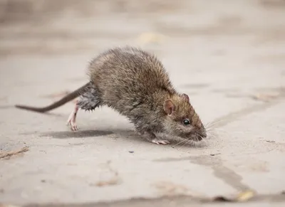 Какие заболевания переносят крысы | ДезСтанция