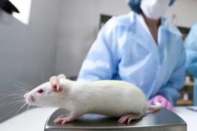 Болезни декоративных крыс — основные виды, симптомы и лечение
