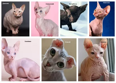 Сфинкс браш - описание породы кошек: характер, особенности поведения,  размер, отзывы и фото - Питомцы Mail.ru