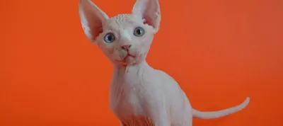 Породы лысых кошек — Purina ONE®