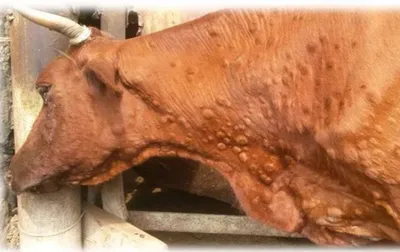 Ветврачи рассказали о профилактике папилломатоза у коров | Ветеринария и  жизнь