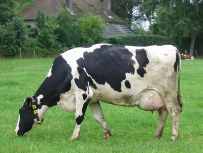 Серозный мастит у коров: причины, симптомы и лечение | компания NITA-FARM