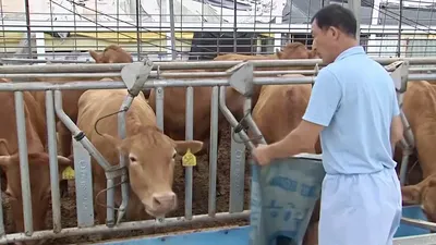 Тилома, болезнь копыт у коров, может быть решена путем селекции – ФГБНУ  ФИЦВиМ