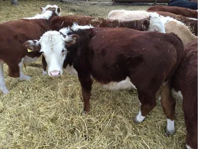 Оспа у коров. Симптомы, лечение и профилактика | Блог фермера | Дзен